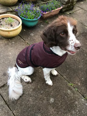 Dog Coat - Burgundy Wax